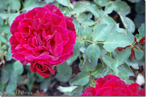 Roses_0005 copy